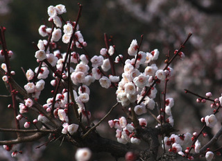 IMG_8874.jpg