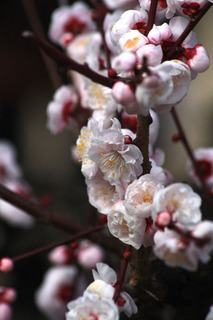 IMG_8879.jpg