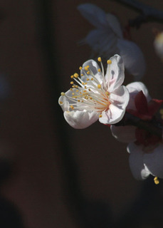 IMG_8935.jpg