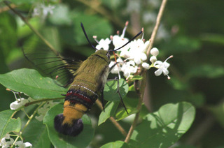 IMG_8938.jpg