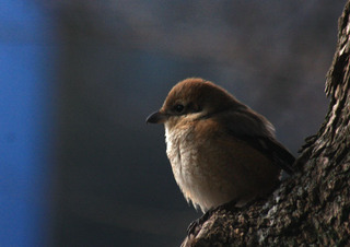 IMG_8944.jpg