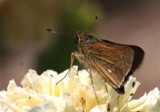 IMG_8963.jpg