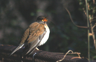 IMG_9048.jpg