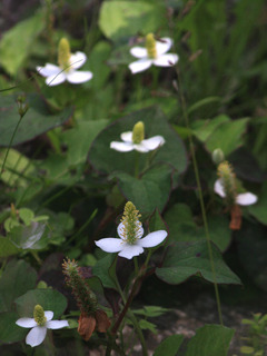 IMG_9105.jpg
