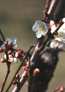 IMG_9176.jpg