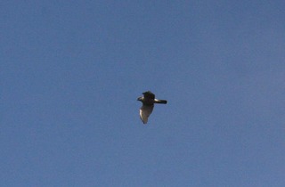 IMG_9246.jpg