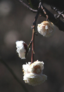 IMG_9247.jpg