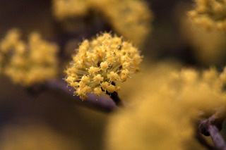 IMG_9383.jpg