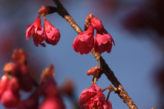 IMG_9553.jpg
