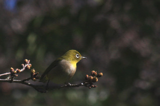 IMG_9555.jpg