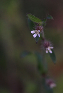 IMG_9600.jpg