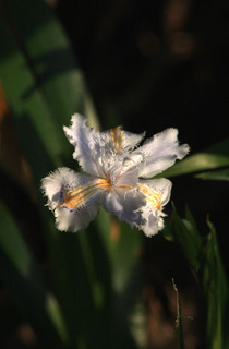 IMG_9671.jpg