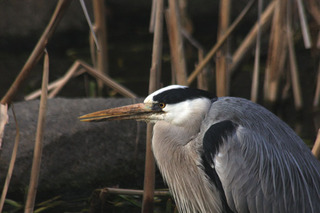 IMG_9810.jpg