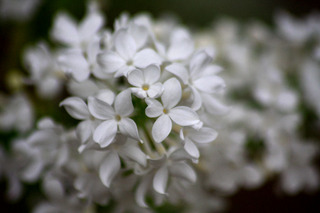 IMG_9959.jpg
