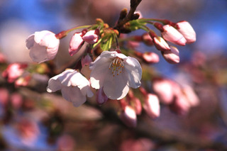 IMG_9963.jpg