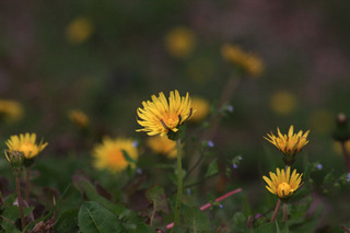 IMG_9977.jpg