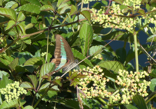 P1000130.jpg