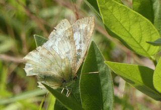 P1000167.jpg