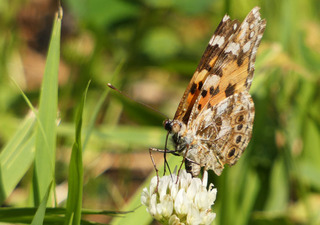 P1000500.jpg