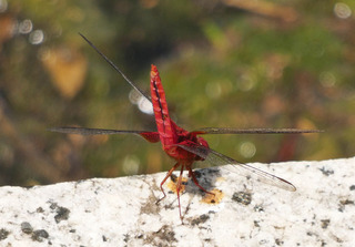 P1000513.jpg
