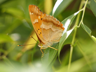 P1000527.jpg
