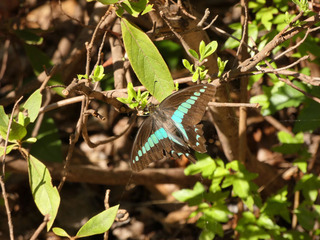 P1000799.jpg