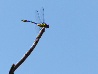 P1000804.jpg