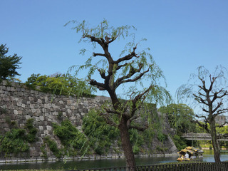 P1000951.jpg