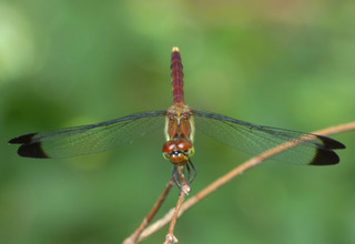 P1010256.jpg