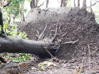 P1010347.jpg