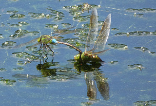 P1010435.jpg