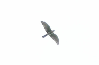 P1010480.jpg