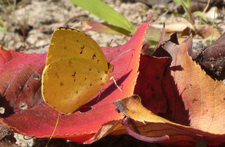 P1010750.jpg