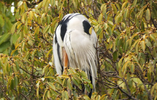 P1020166.jpg
