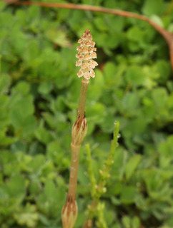 P1020191.jpg