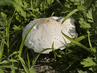 P1020930.jpg