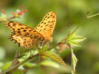 P1030200.jpg