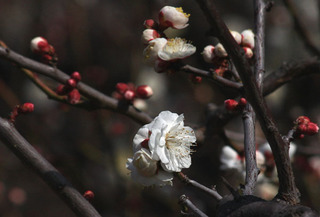IMG_1043.jpg
