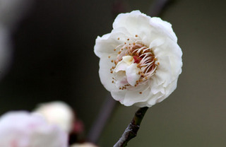 IMG_1676.jpg