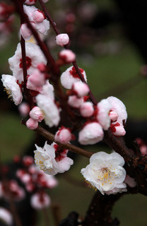 IMG_1846.jpg