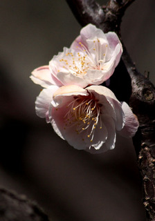 IMG_2165.jpg