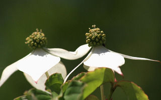 IMG_4325.jpg