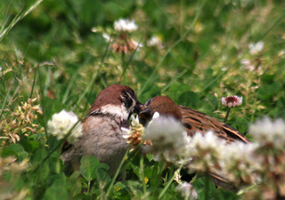 IMG_4432.jpg