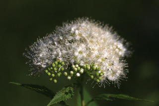 IMG_4636.jpg