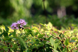 IMG_4638.jpg