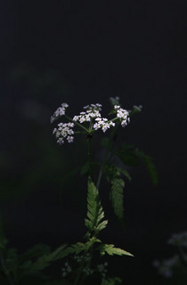 IMG_4936.jpg
