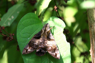 IMG_5540.jpg
