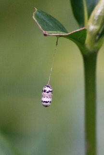 IMG_8590.jpg