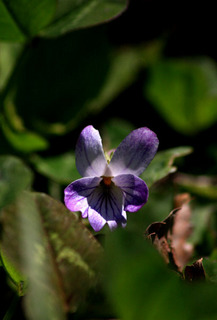 IMG_9627.jpg