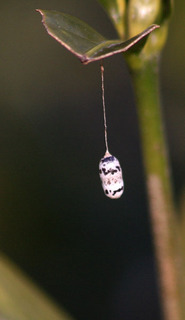 IMG_9821.jpg